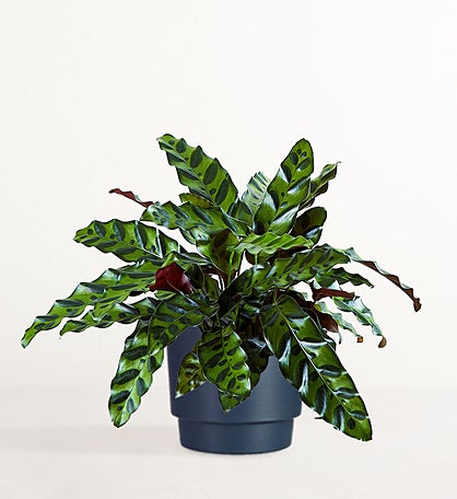 Calathea Rattlesnake