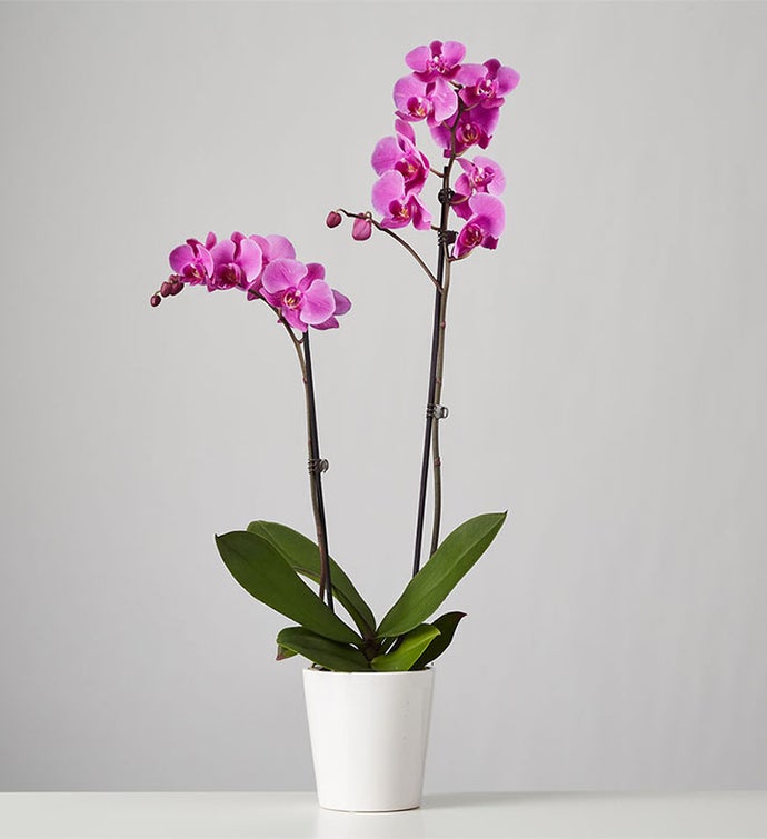 Large Phalaenopsis Orchid