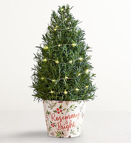 Rosemary Holiday Tree