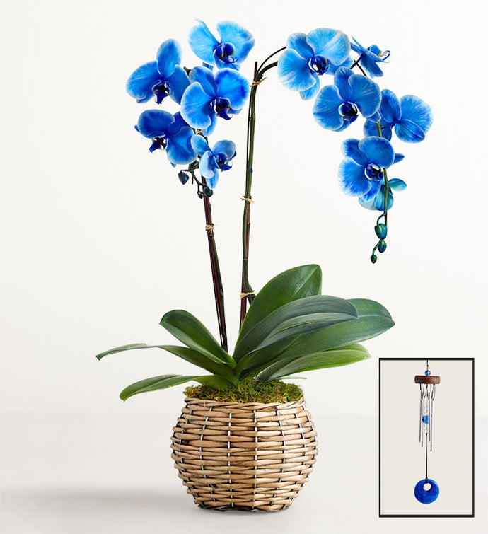 Beautiful Blue Phalaenopsis Orchid