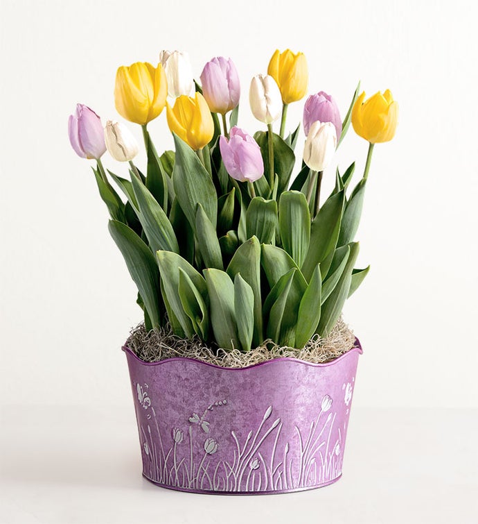 Pastel Petals Tulip Garden