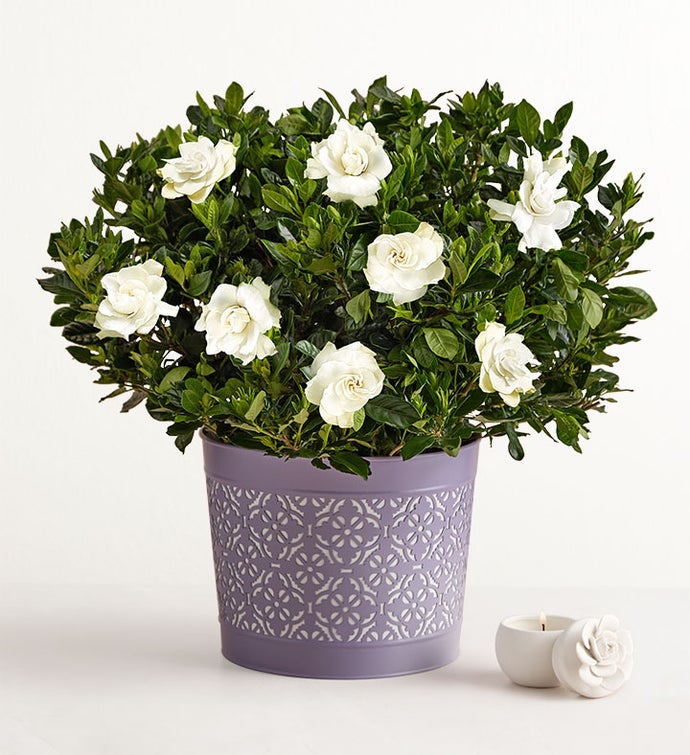 Fragrant Gardenia™