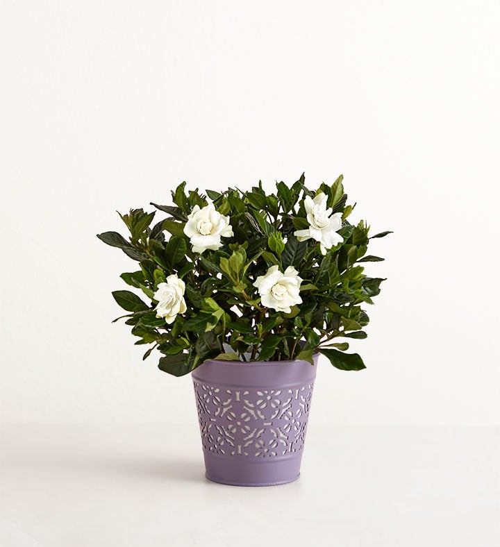 Fragrant Gardenia™