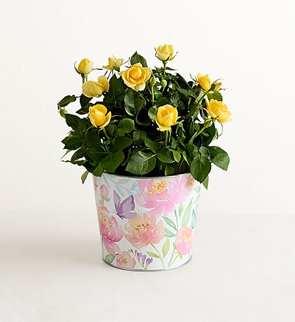Mother’s Day Rose Plant