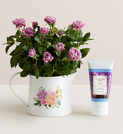 Lavender Blooming Rose