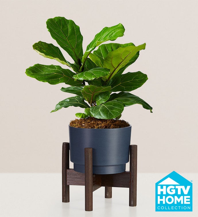 Fiddle Leaf Fig Plant