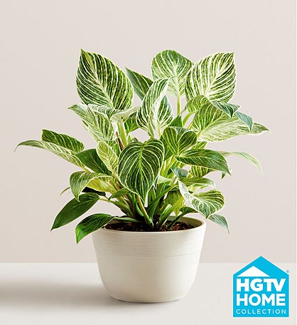 Philodendron Birkin Plant