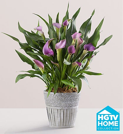 Elegant Calla Lily