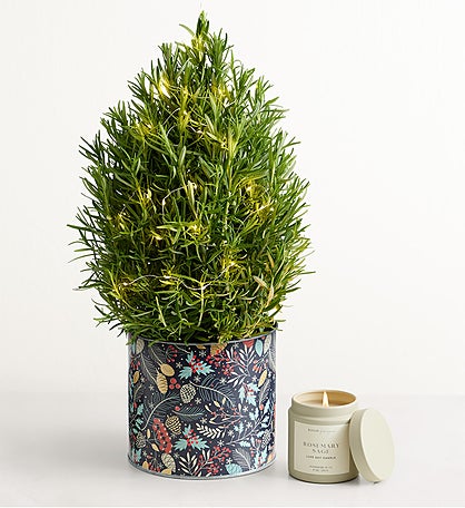 Rosemary & Bright Tree