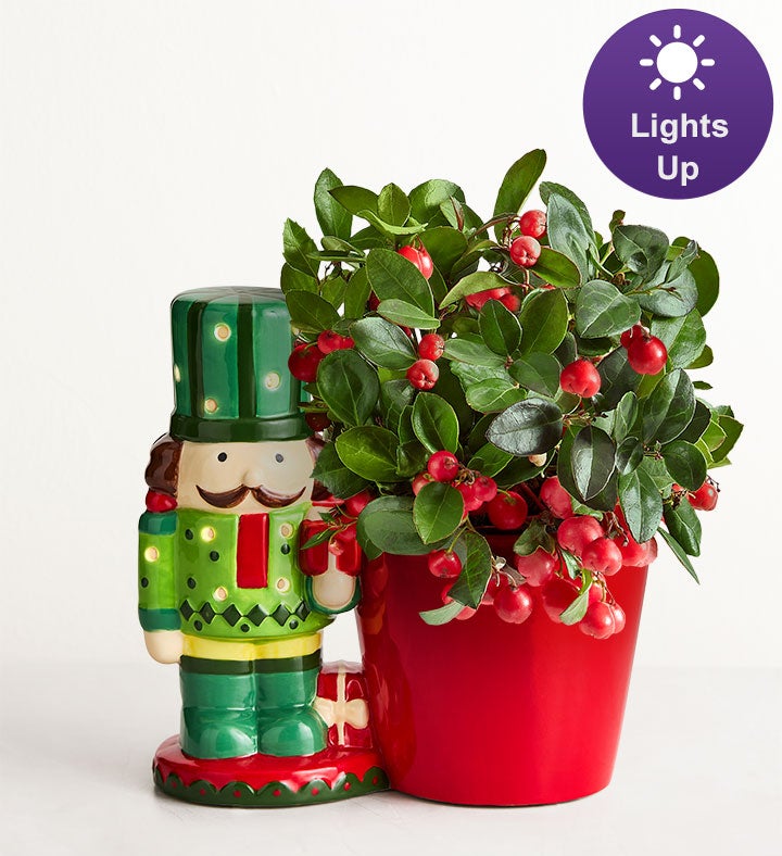 Holiday Nutcracker Winterberry