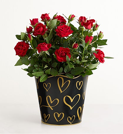 Midnight Romance Red Rose