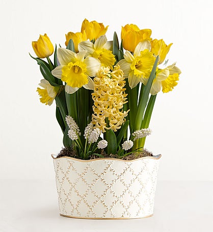 Daffodil Delight Bulb Garden