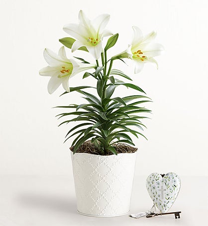 Easter Blessings Lily