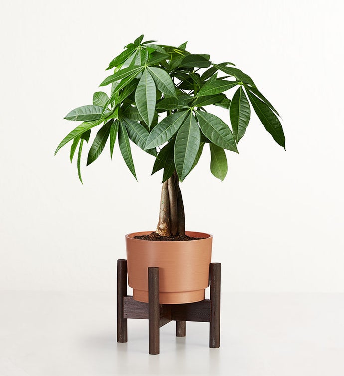 Money Tree in Rust Planter with Stand