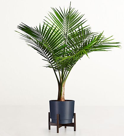 Majesty Palm Floor Plant