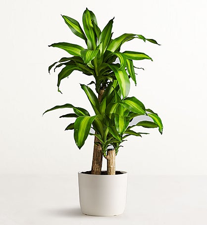 Mass Cane Floor Plant