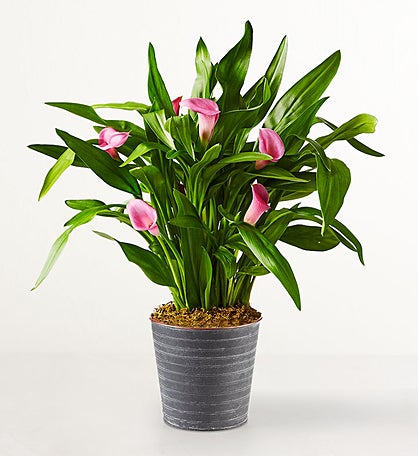 Pink Petal Calla Lily