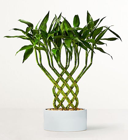 Lucky Bamboo Trellis