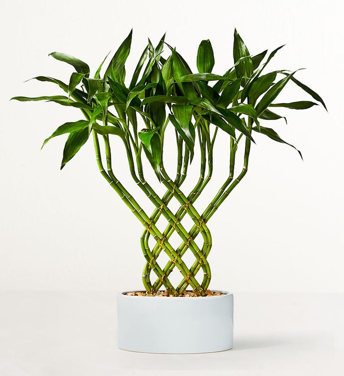 Lucky Bamboo Trellis