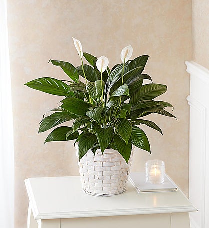 Peace Lily Plant for Sympathy