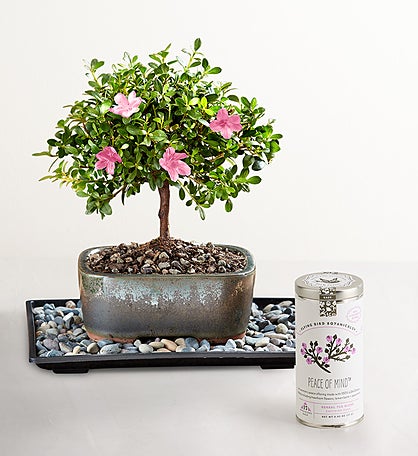 Azalea Bonsai