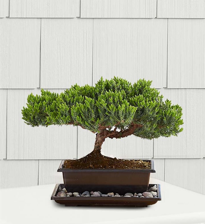 Juniper Bonsai