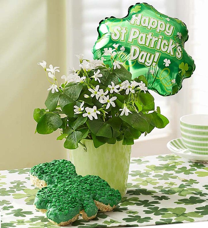 St. Patrick's Day Oxalis