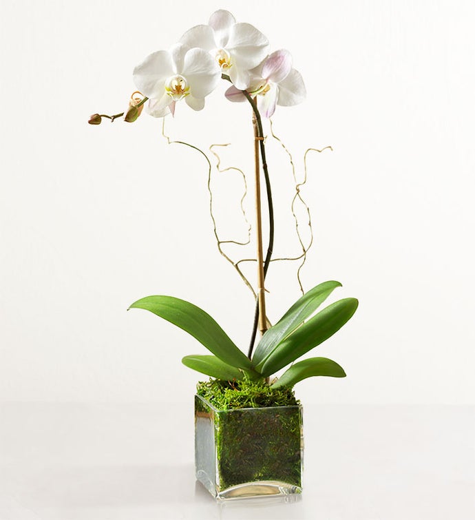 Elegant Orchid