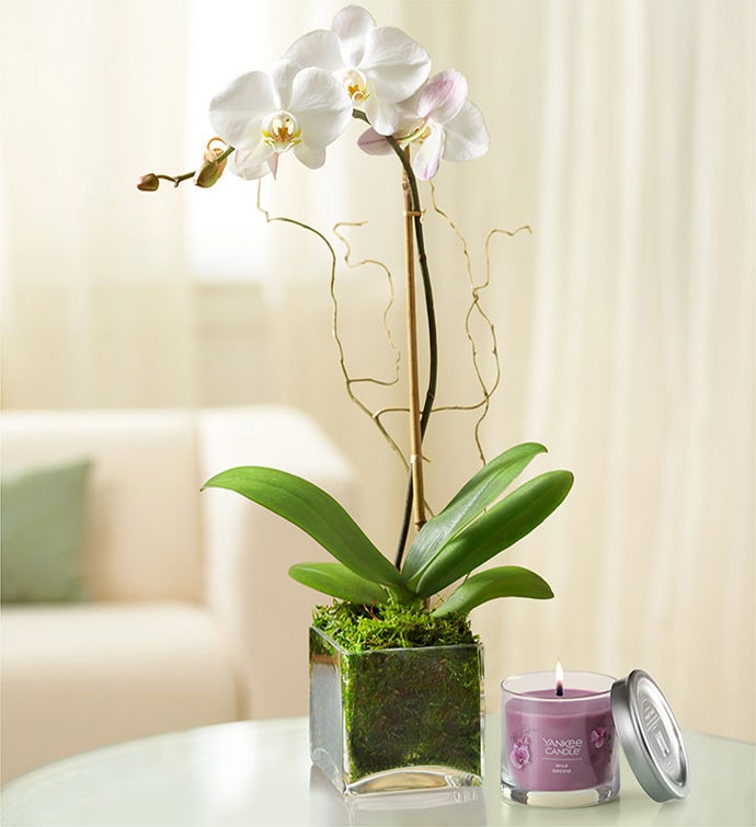 Elegant Orchid