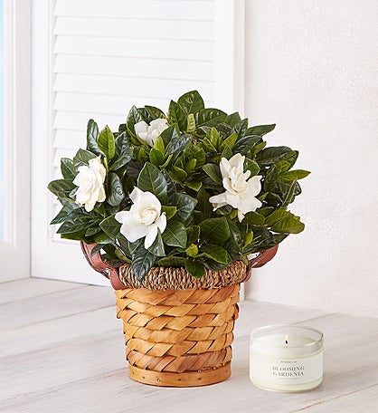 Blooming Gardenia Plant in Basket