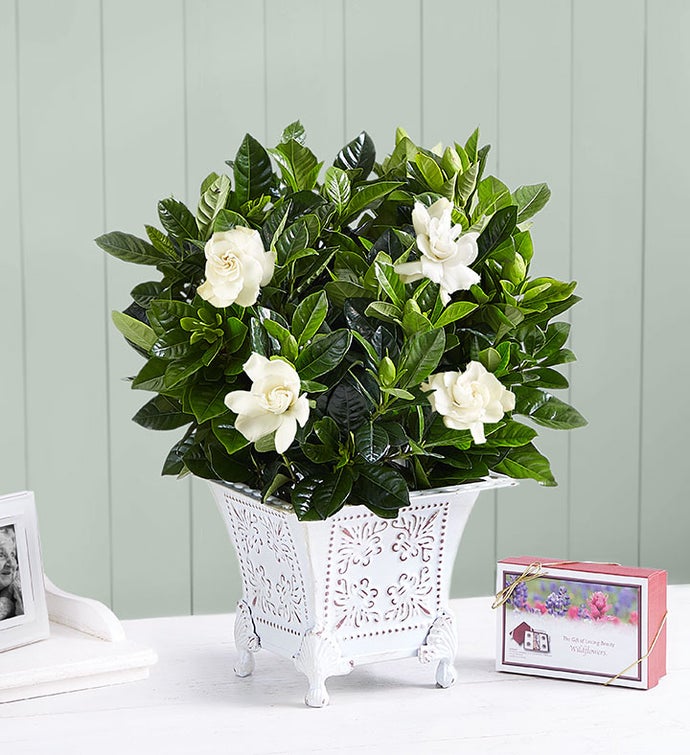 Grand Gardenia™ for Sympathy