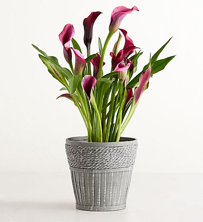 Elegant Calla Lily