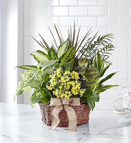 European Dish Garden™