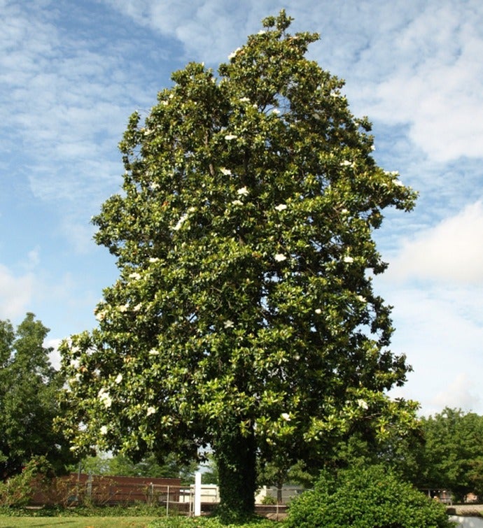 Magnolia Tree for Sympathy