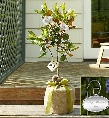 Magnolia Tree for Sympathy