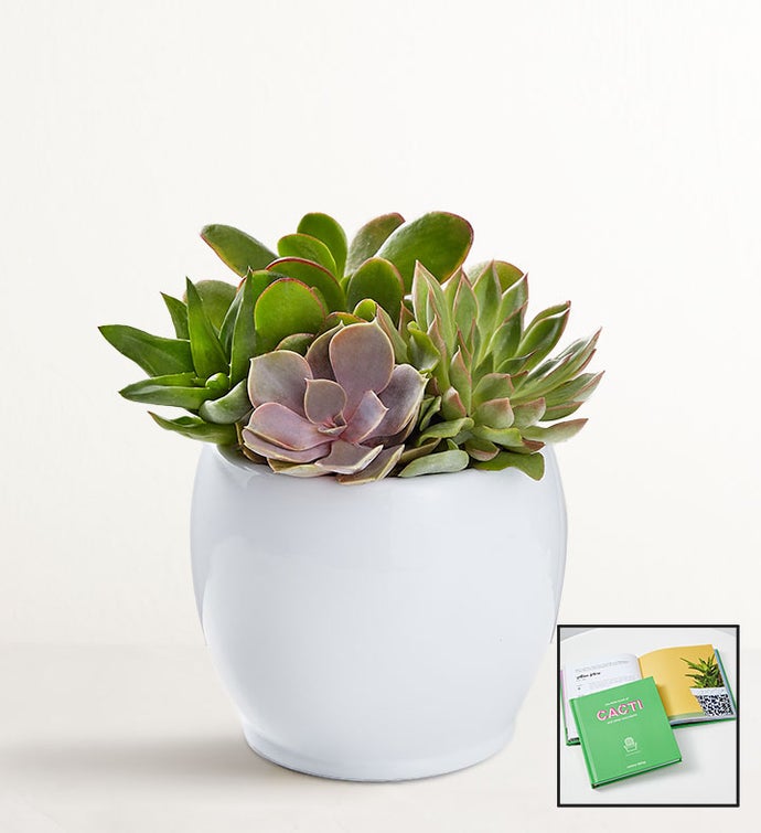 Succulent Garden