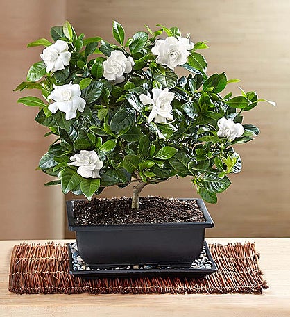 Comforting Gardenia Bonsai