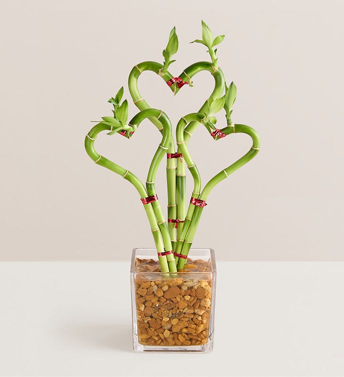 Sweet Heart Bamboo
