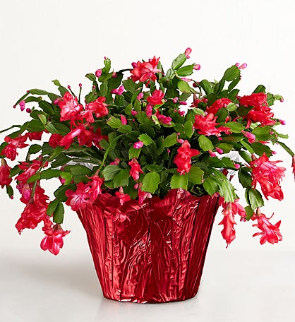 Christmas Cactus