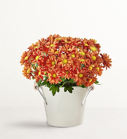 Fall Mum Plant 6"