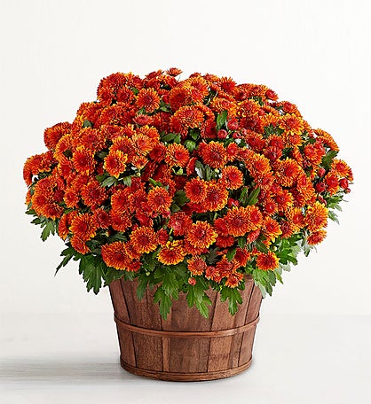 Fall Mum Plant 8"