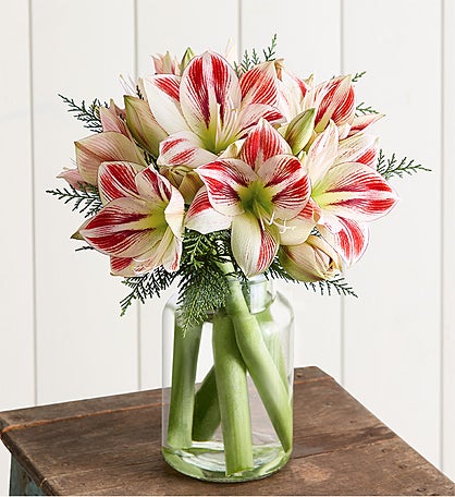 Peppermint Amaryllis Bouquet™