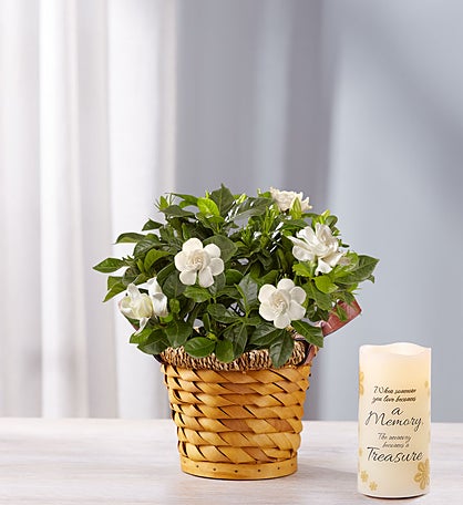 Cherished Gardenia