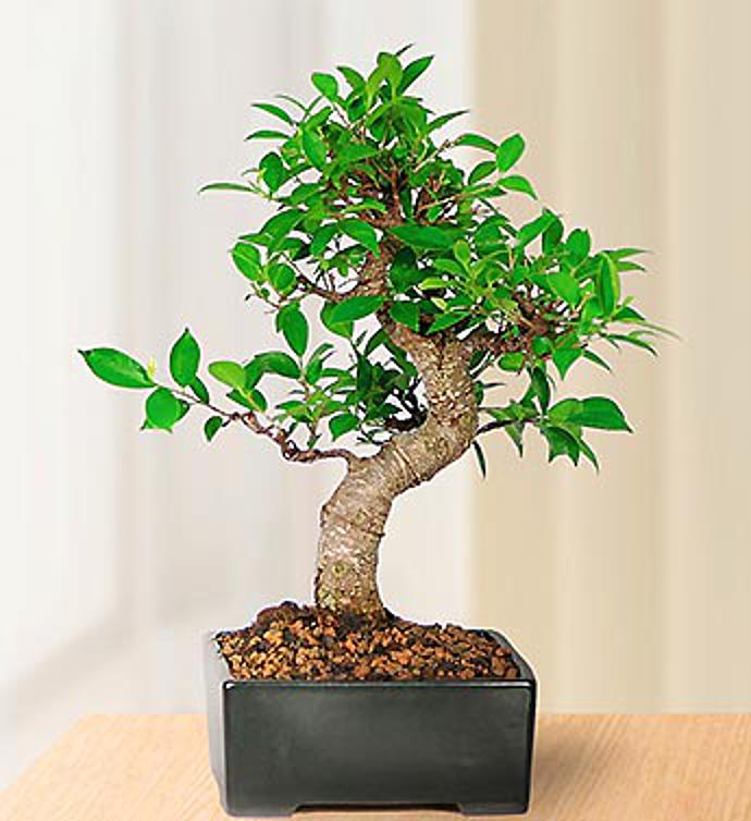 Graceful Bonsai