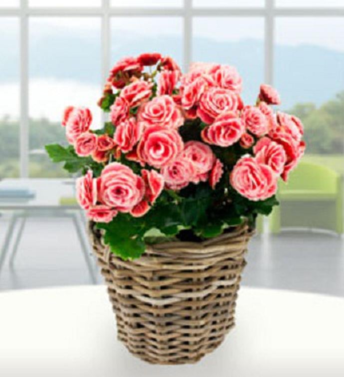 Vibrant Begonia