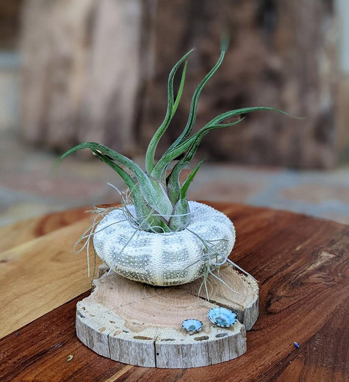 Large Air Plant With Seashell And Driftwood