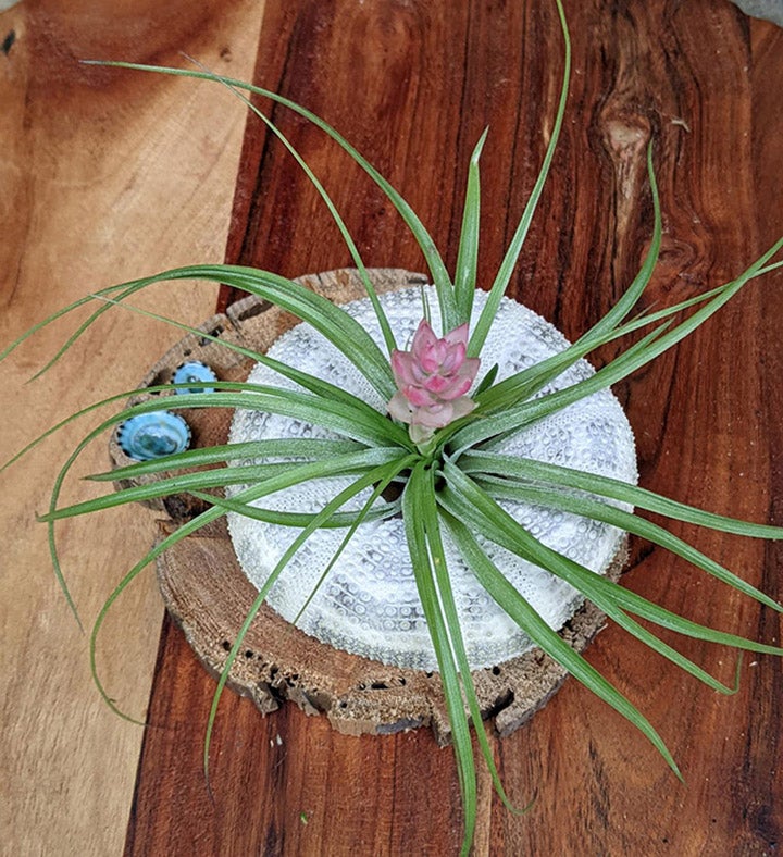 Blooming Air Plant Seashell And Driftwood