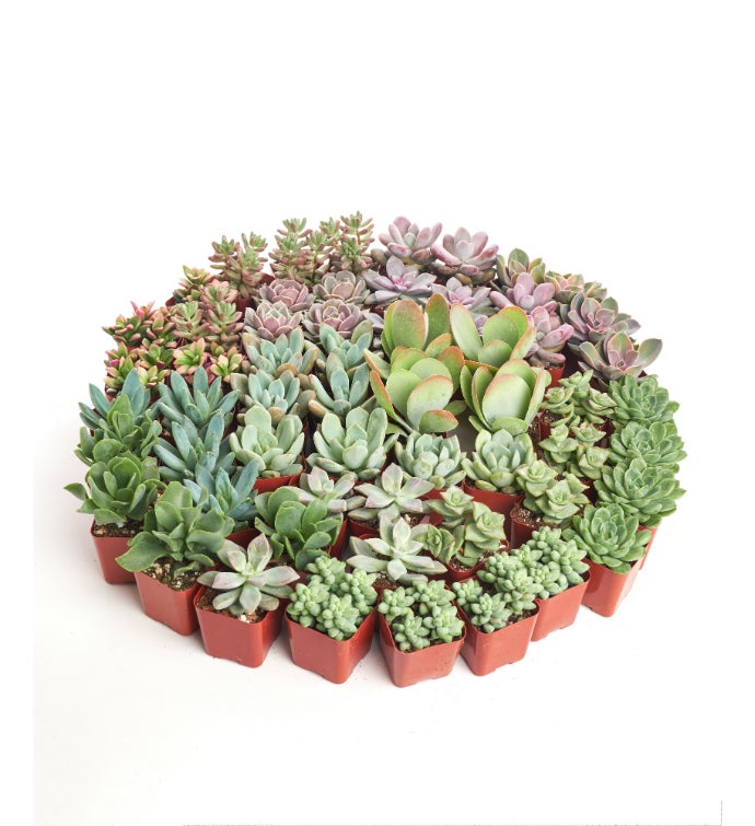 Pastel 2" Mini Succulents