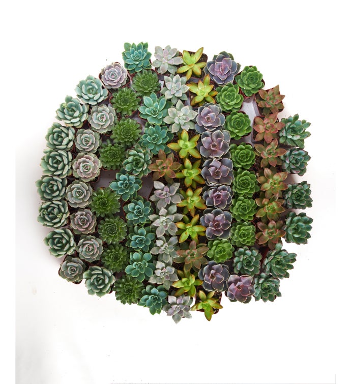 Rosette 2" Mini Succulents