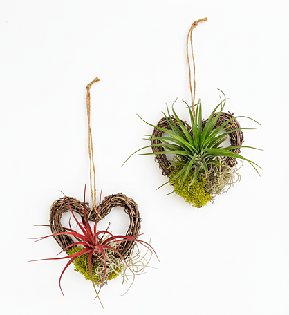 Hancrafted Live Air Plant Hangers - Romantic Gift